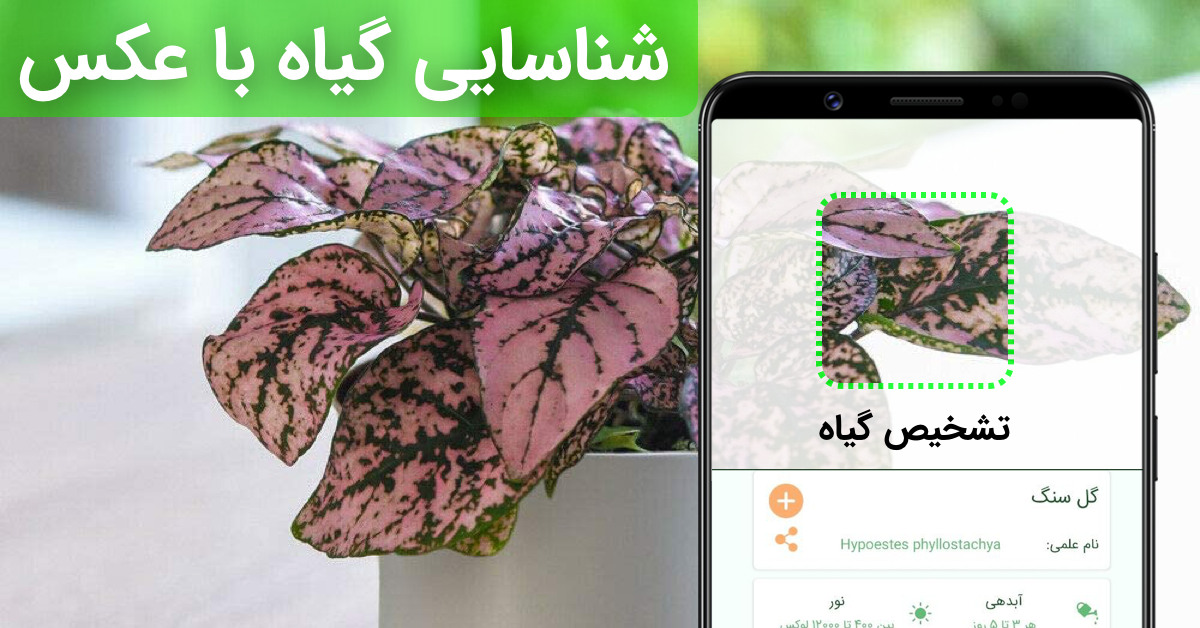 شناسایی گل آنلاین