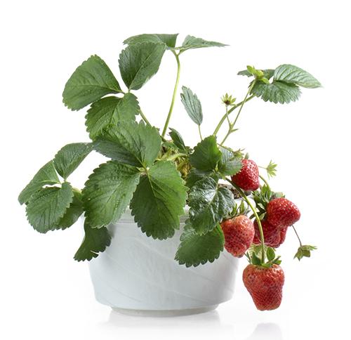 Fragaria × ananassa شرایط نگهداری از گیاه توت فرنگی